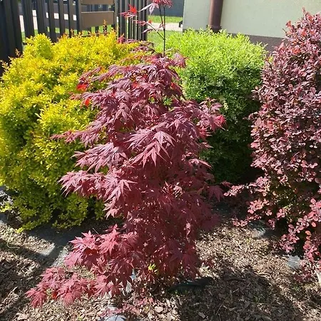 Nad Szczawniczkiem Apartmán